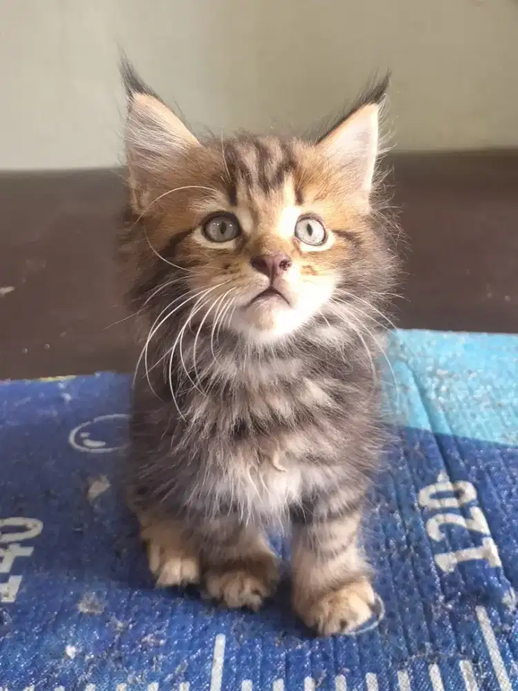 Kitten Mainecoon MALE Big Bone