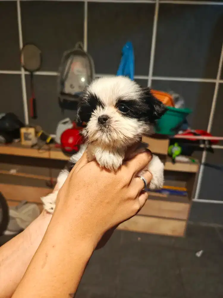 Shihtzu pure betina