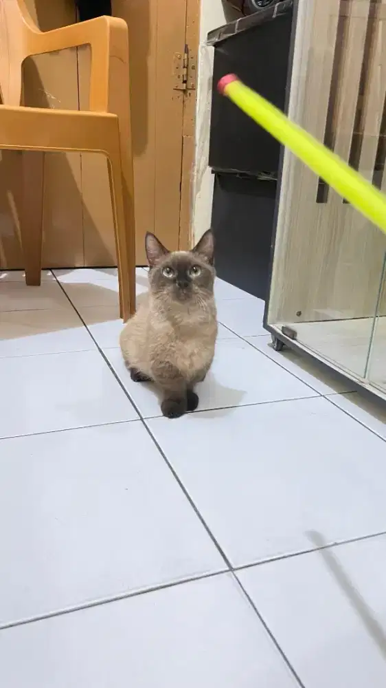 Kucing Munchkin Himalaya/kucing cebol/kucing kaki pendek BSH