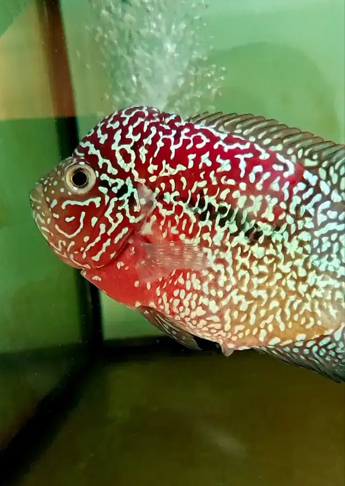 Louhan female atau betina Kamfa thailand