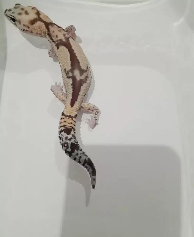 AFT GECKO ZULU HET GHOST OREO PH CARAMEL JANTAN