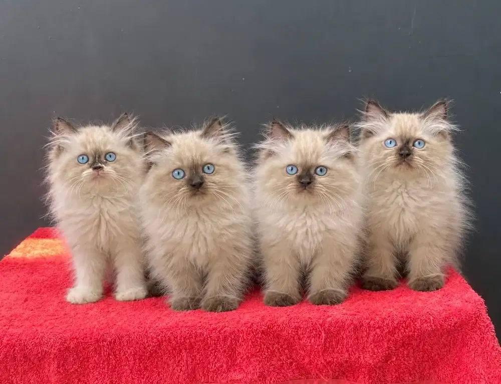 Himalaya ragdoll