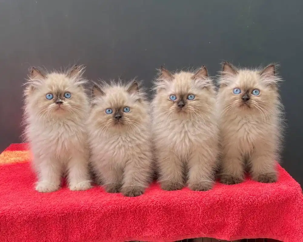 Persia himalaya ragdoll