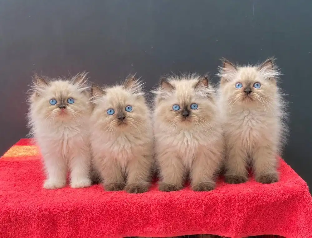 Himalaya ragdoll mata biru