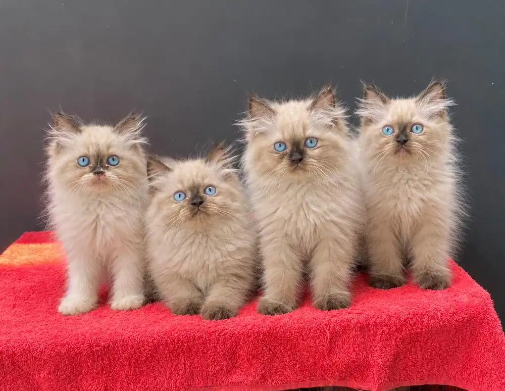 Himalaya ragdoll mata biru longhair