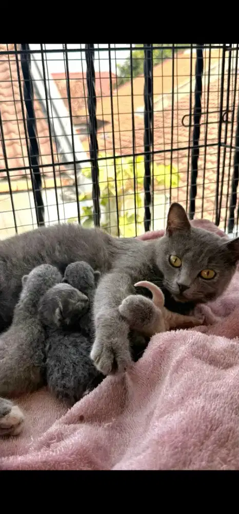 INDUK BSH TORTI BORONG ANAK 4