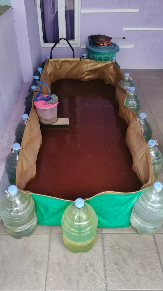 kolam ikan lele