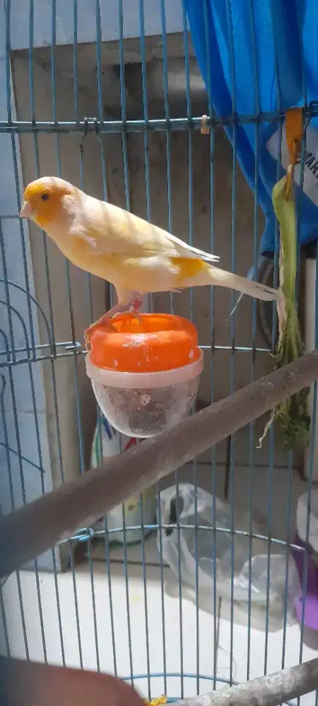 Burung Kenari Betina