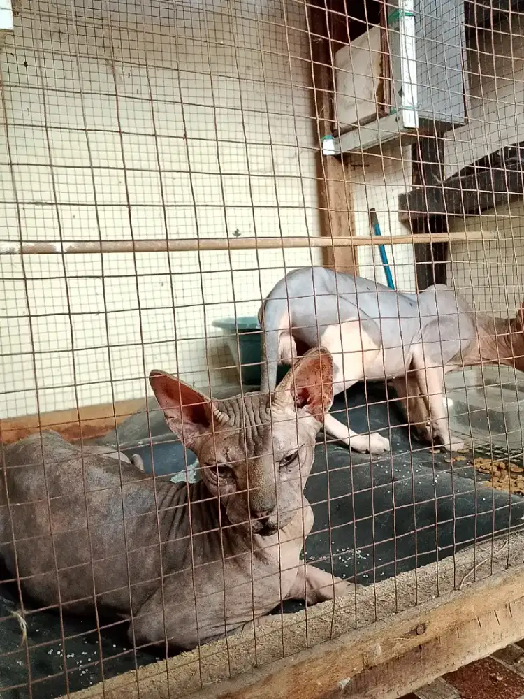 Sphynx 1 pasang