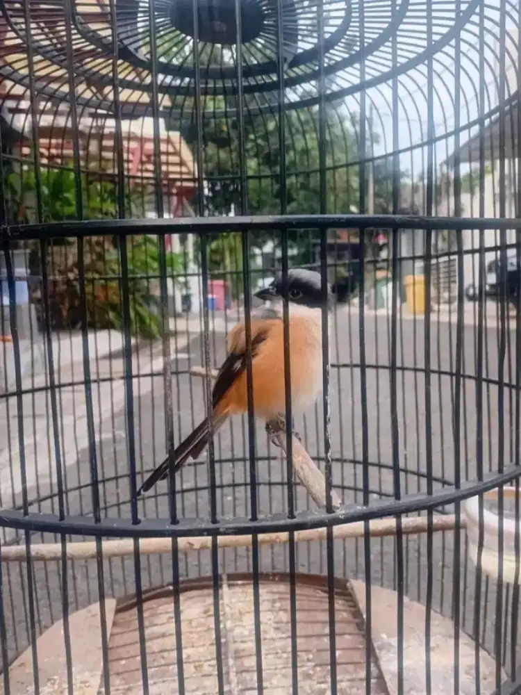 Pented Jatim pilis lagi Bondol skrg baru keluar sedikit ekornya