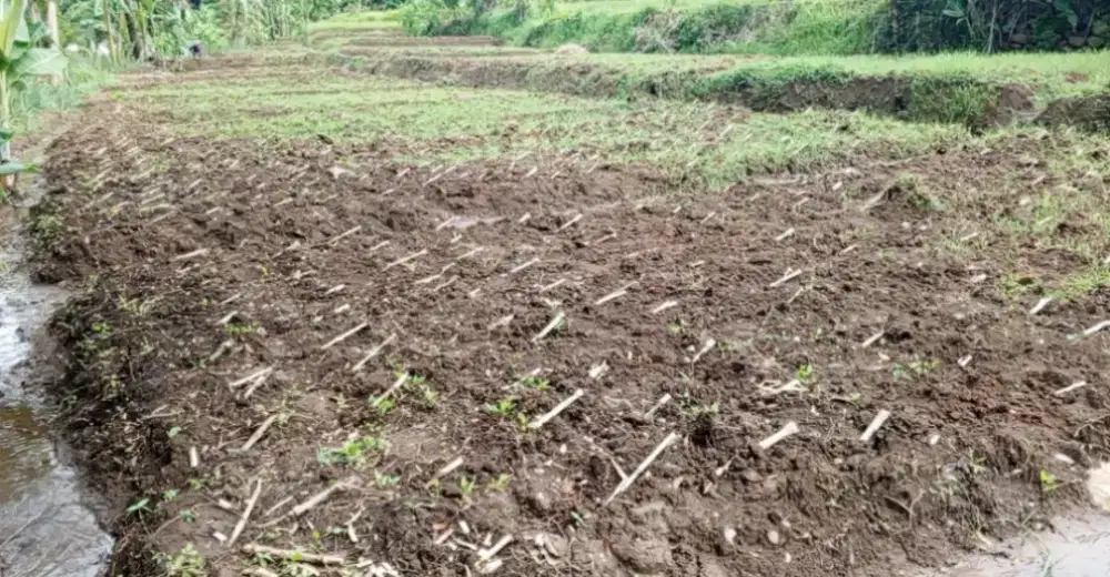 Tanah Kebun, Luas 2 140 mtr persegi,