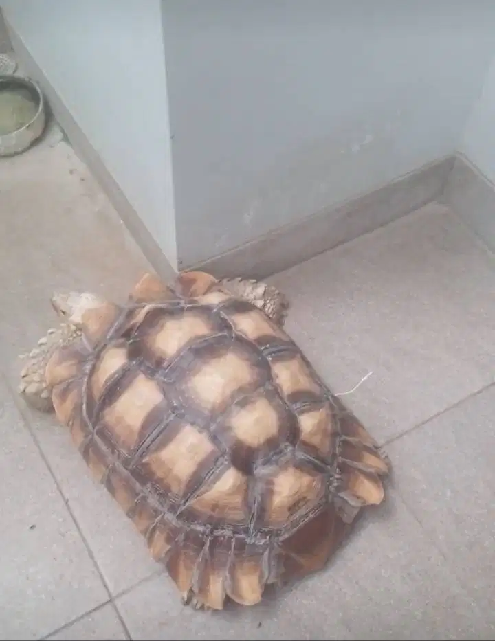 Kura- Kura Sulcata