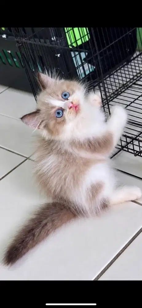 Ragdoll non ped
