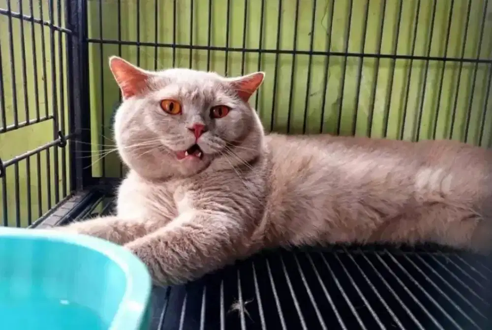 KUCING BSH LILAC JAGO KAWIN