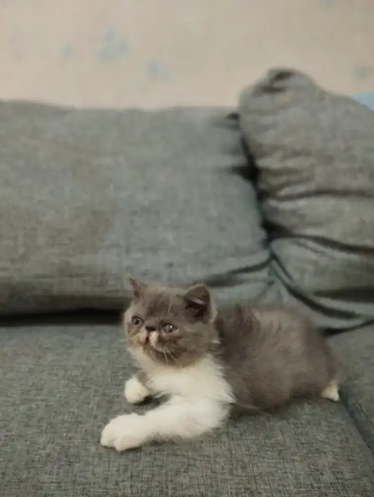 Kucing Persia Peaknose Extreme
