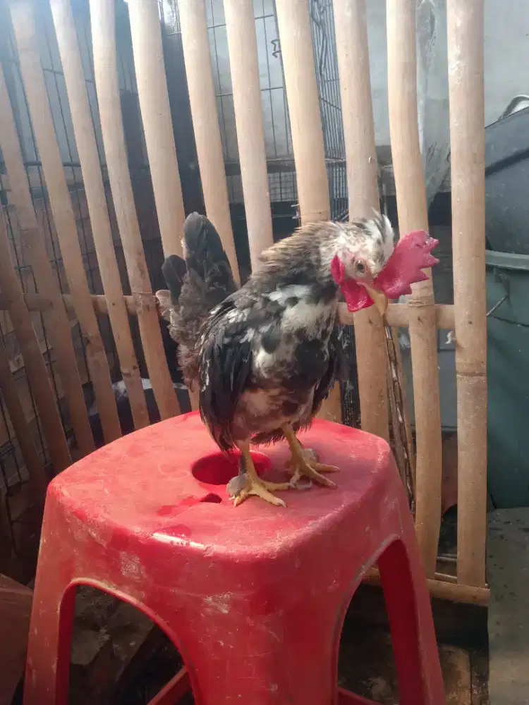 Ayam tema 2pasang