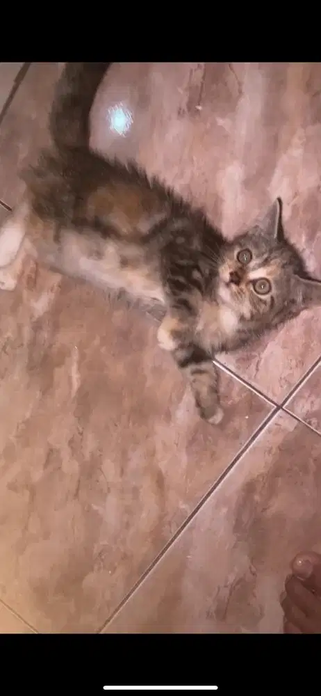 Kitten mixdome betina