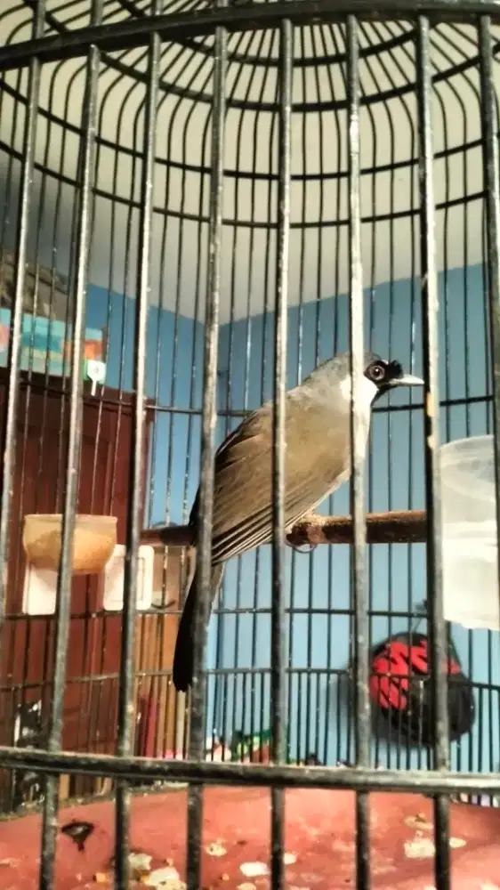 Poksay Hongkong betina lokal