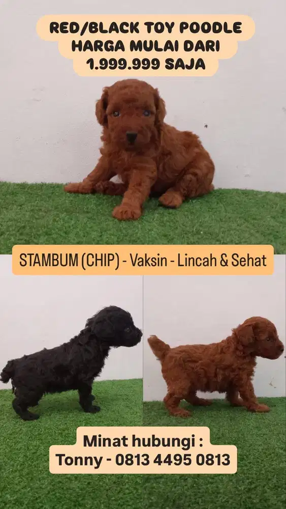 RED/BLACK TOY POODLE PUPPIES