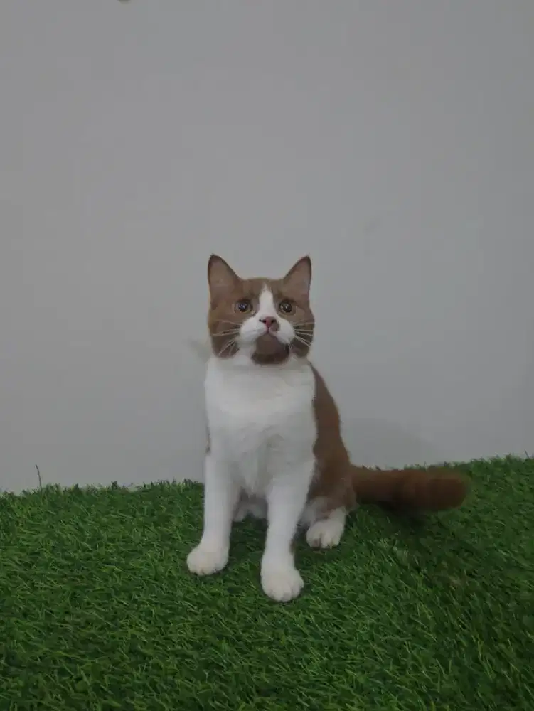 BSH Bico Cinnamon Betina - NP umur 6 bulan