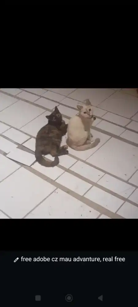 kucing rumahan campuran