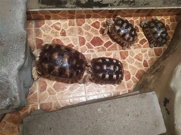 Kura Sulcata Borongan
