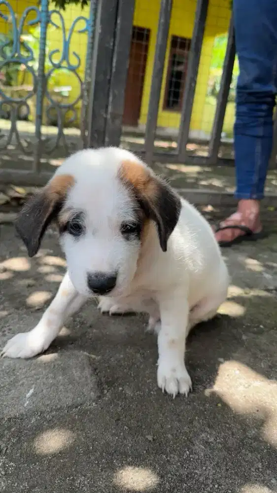 Jual anak anjing