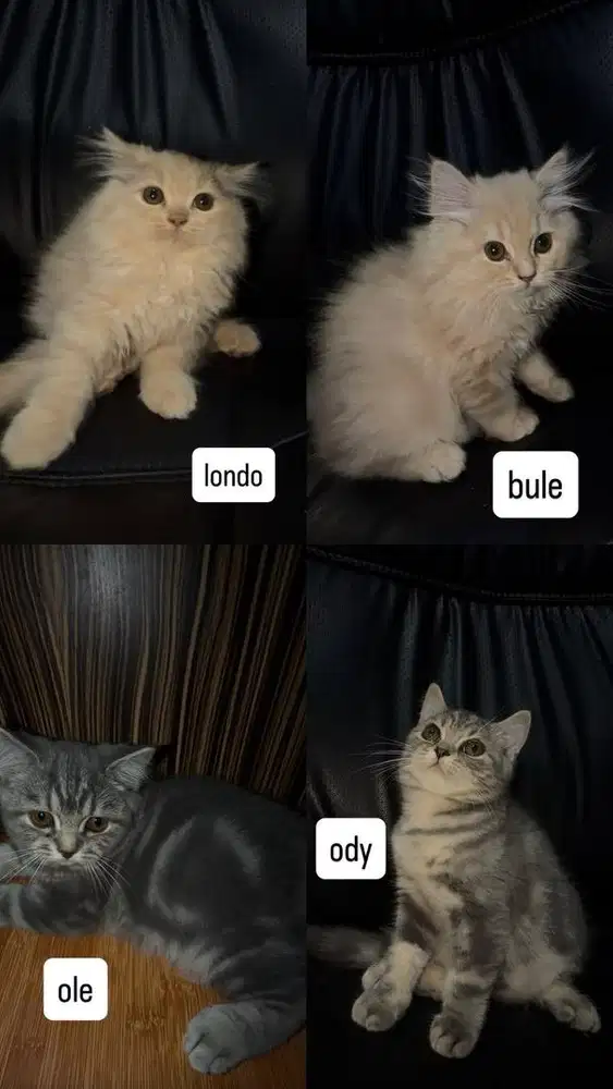 Open Adopt Kucing