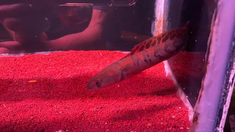 channa red maru (barito) -+14cm