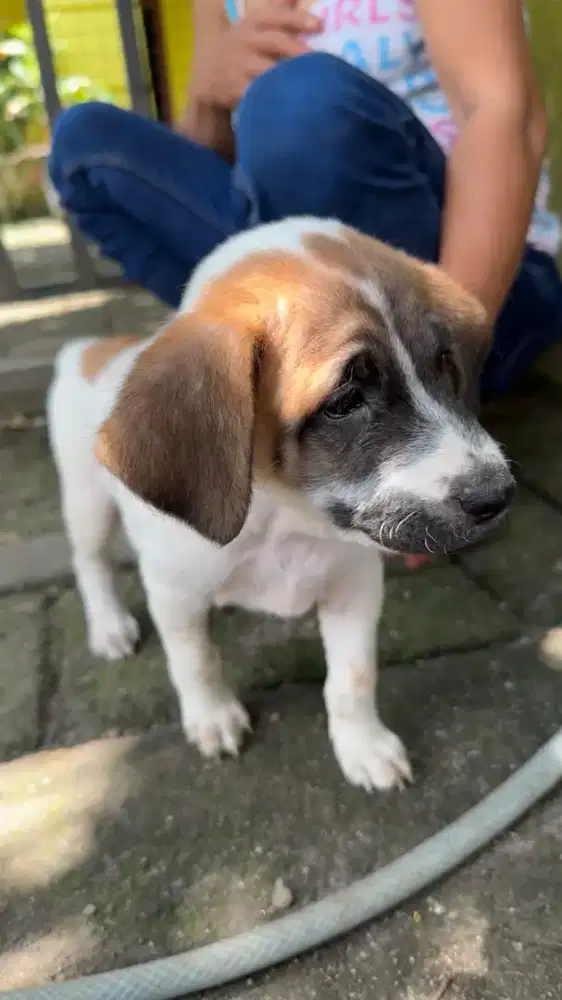 Anak anjing lucu