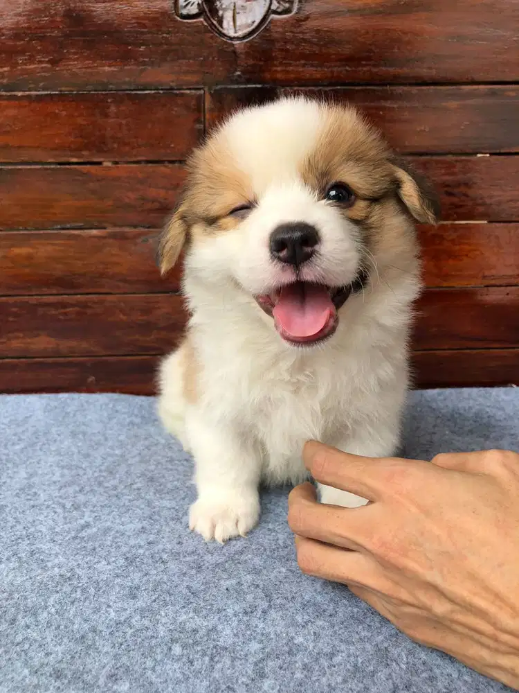 [AVAILABLE FOR BOOKING] PEMBROKE WELSH CORGI PUPPIES – PREMIUM QUALITY