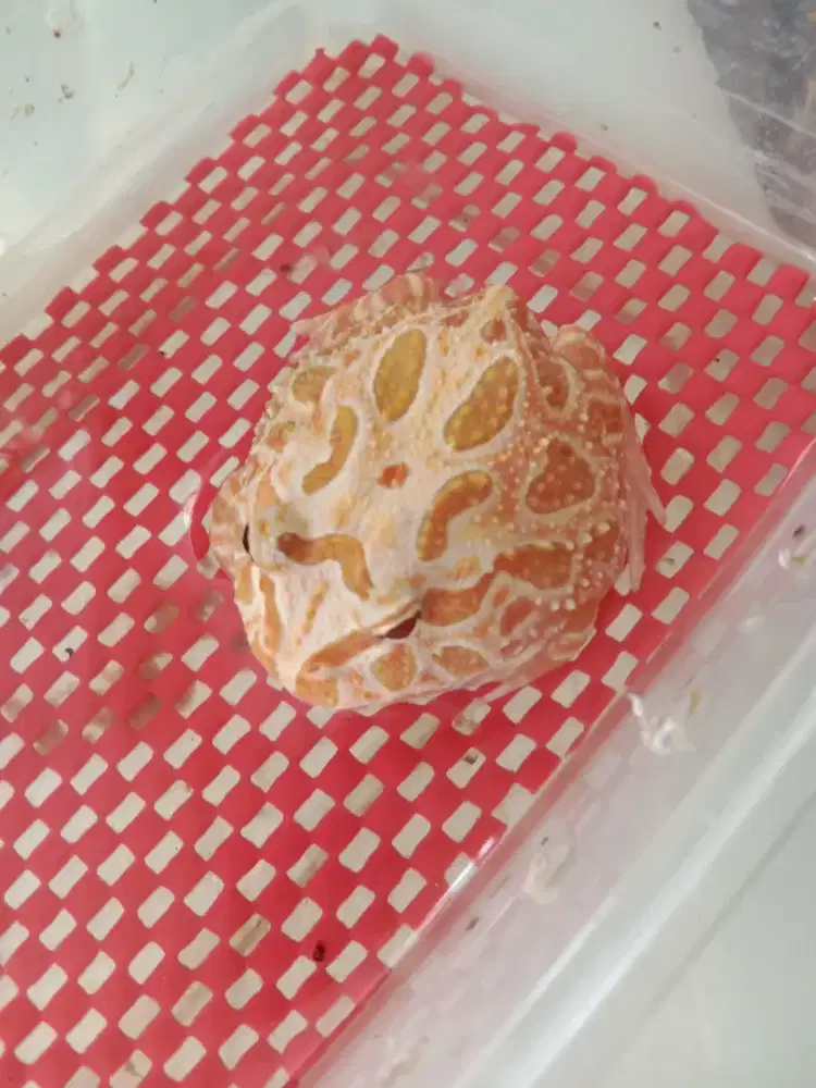 Pac man frog katak