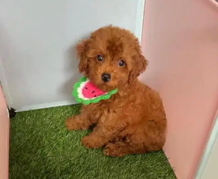 Poodle toy super red