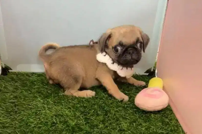 Pug jantan super pesek