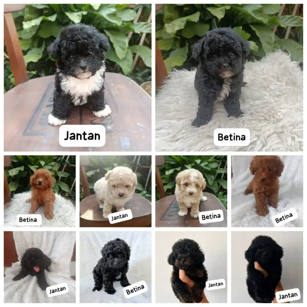 Toy Tiny poodle super menggemaskan