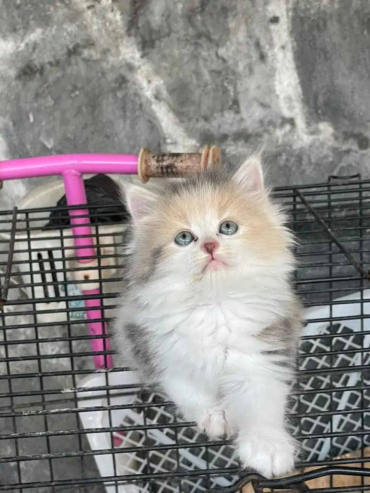 Kucing kitten persia flatnose