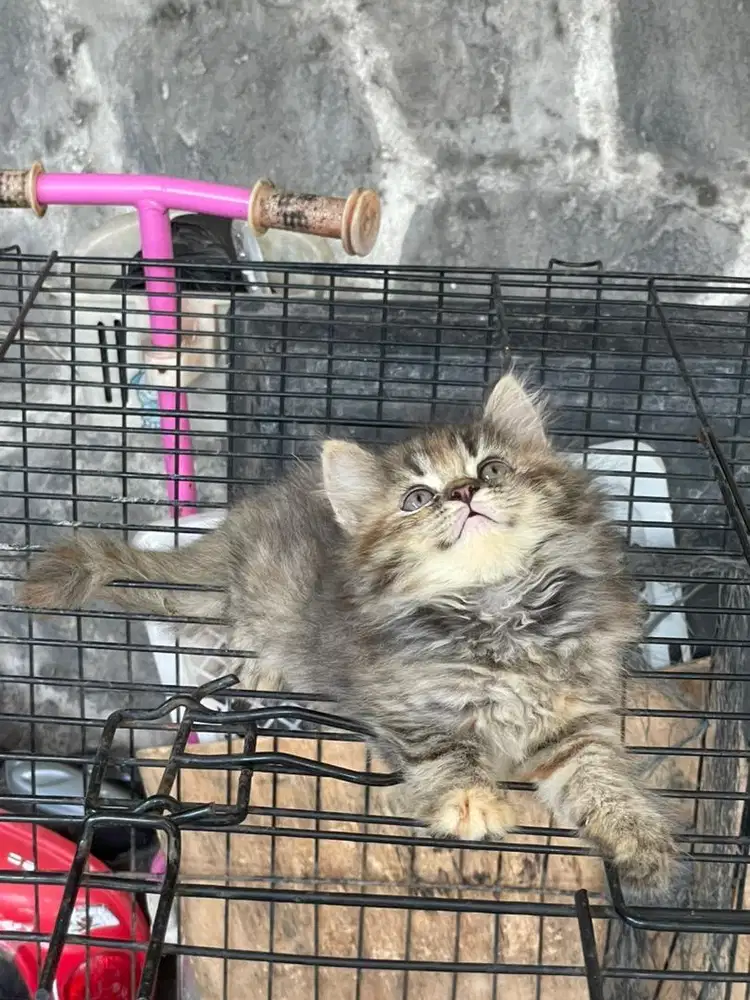 Kucing persia flatnose kitten