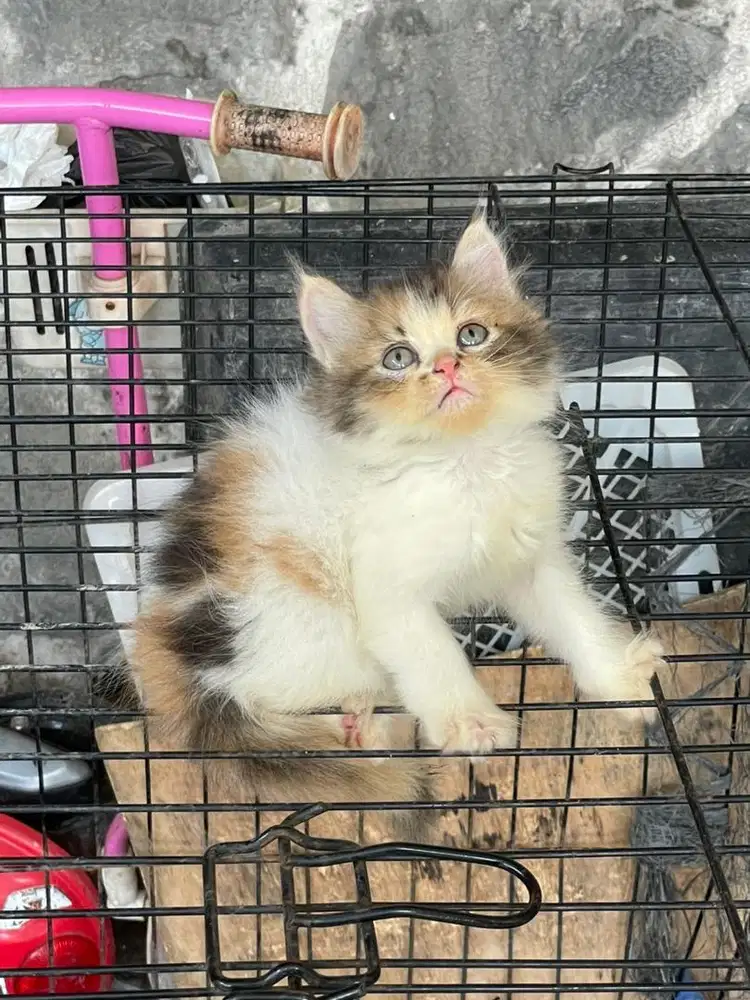 Kucing kitten persia flatnose