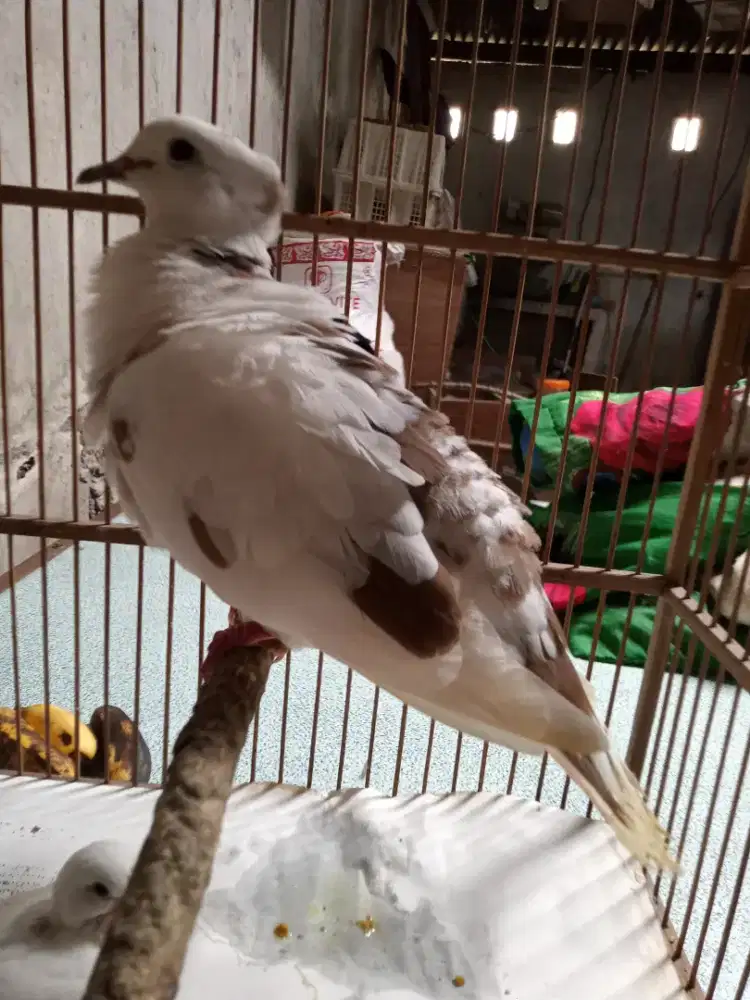 Burung puter sepasang