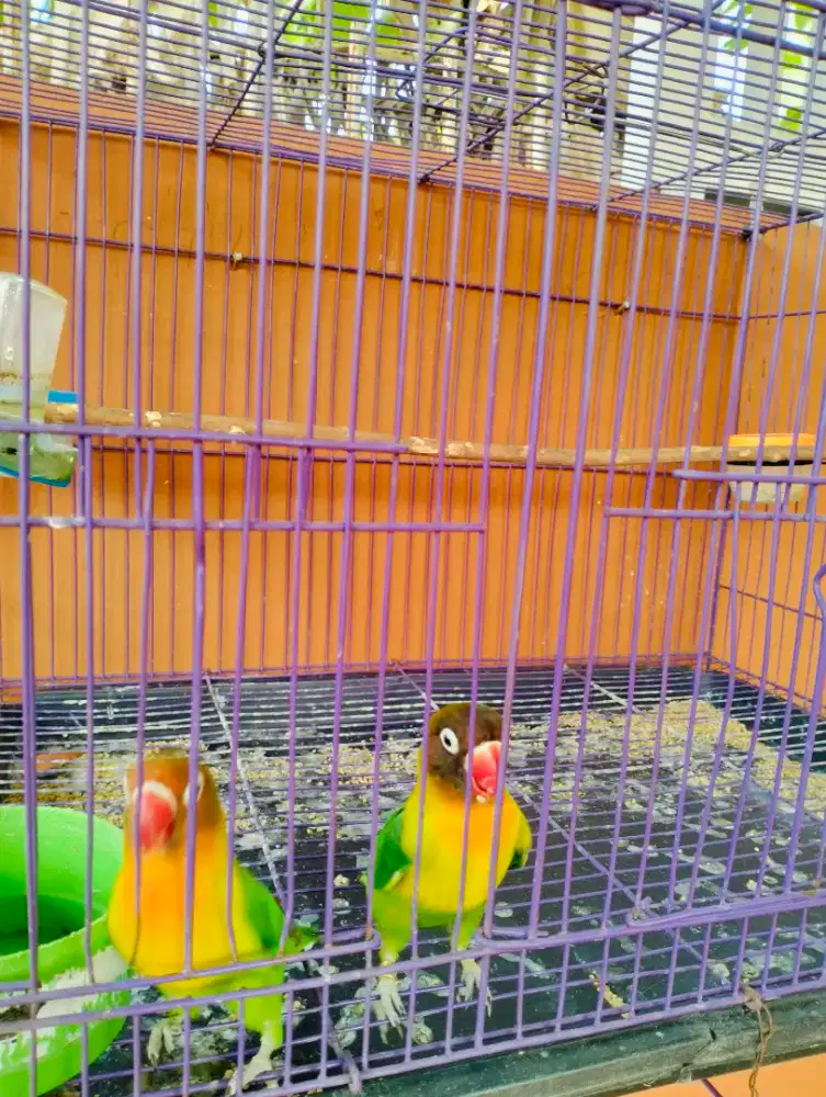 Jual cepat 2 burung Lovebird jenis josan dan dakocan,di jual karena BU