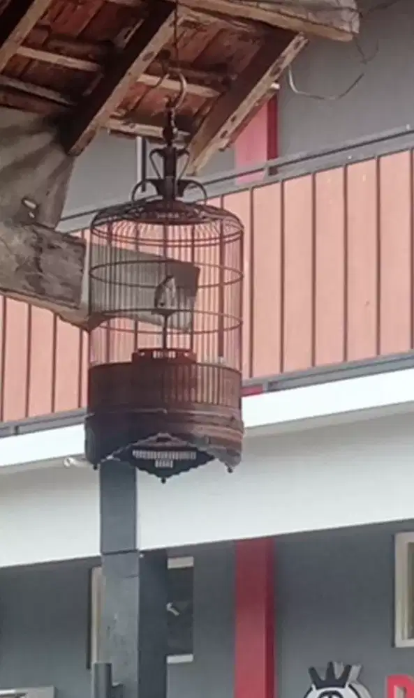 Branjangan jawa kokap
