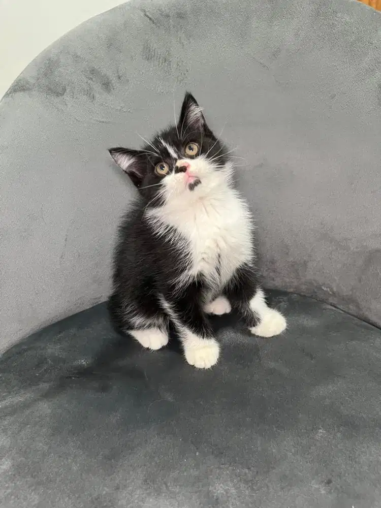 Kitten jantan sehat lincah
