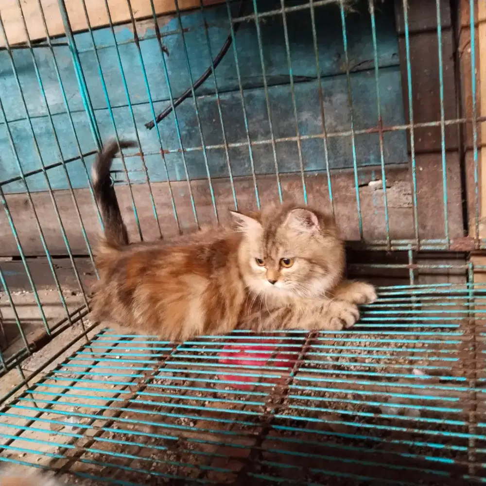 Kitten Persia betina 5bln