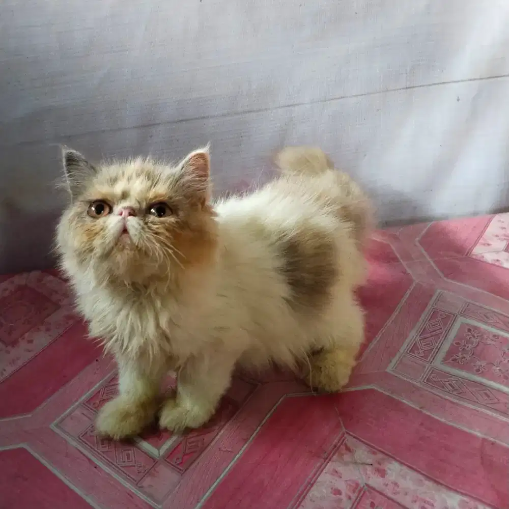 Peaknose betina 7bln