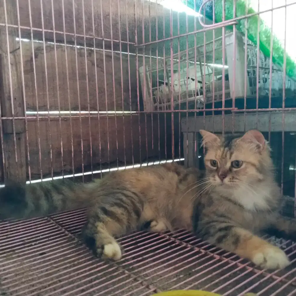 Persi betina sehat manja