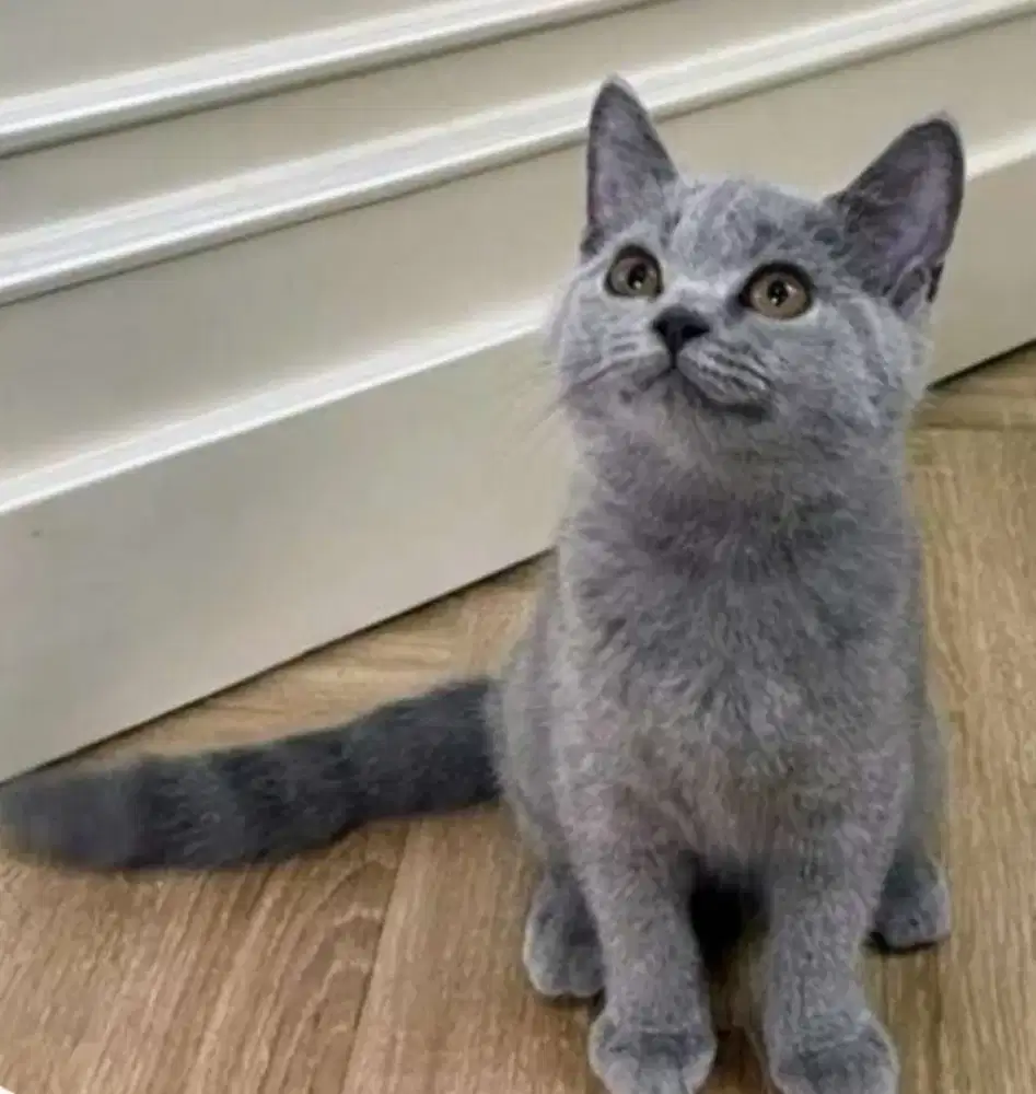 Kucing kitten British shorthair Bluesolid pure