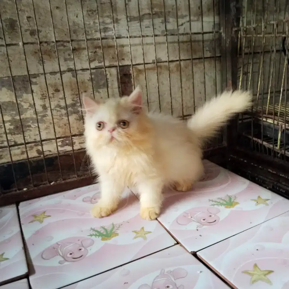 Kitten pesek betina