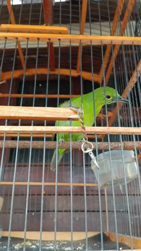 Barter Burung Tekukur atau Puter Gacor