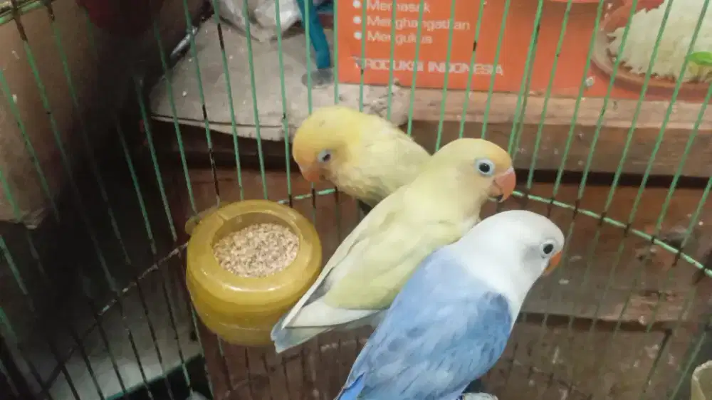 LOVEBIRD PAUD PB PASTEL, BIOLA VIOLET USIA 2 BULAN UP