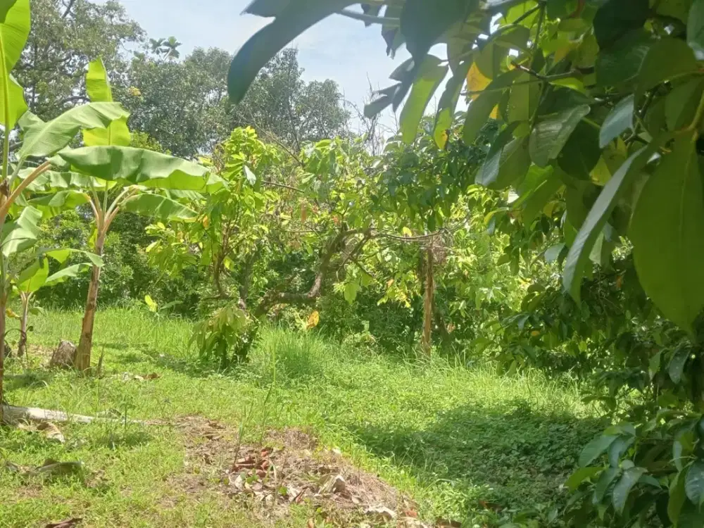 Dijual Tanah Kebun Lokasi Strategis dengan Udara Sejuk View Asri
